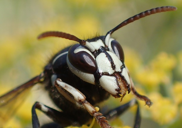 Bald Faced Hornet Treatment