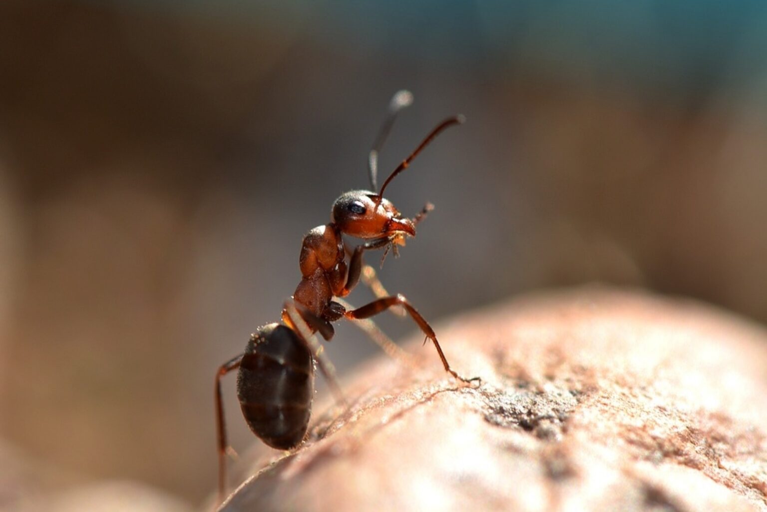 Carpenter Ant Treatment