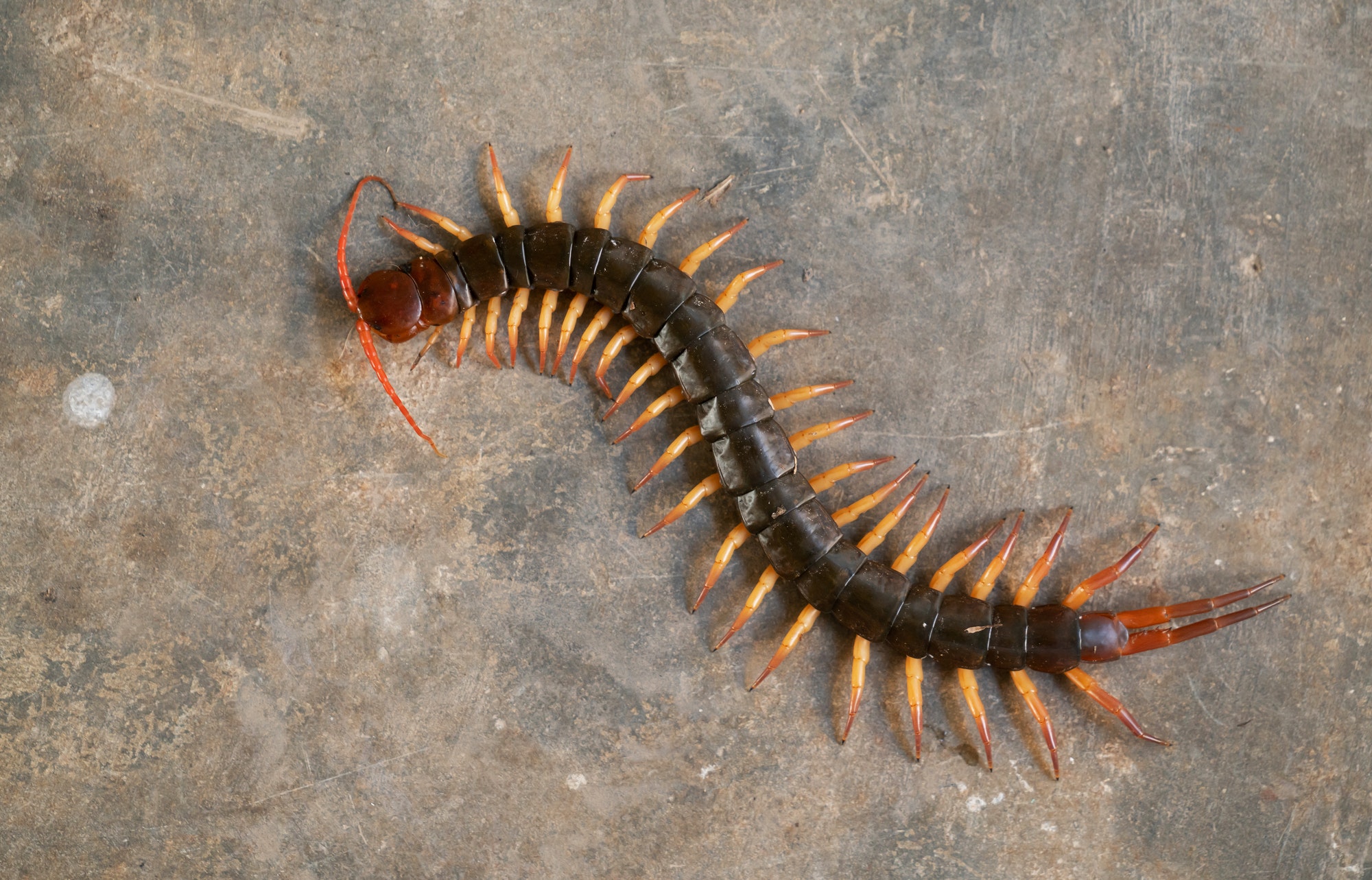 Centipede Control