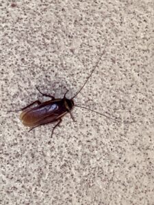 Cockroach Treatment