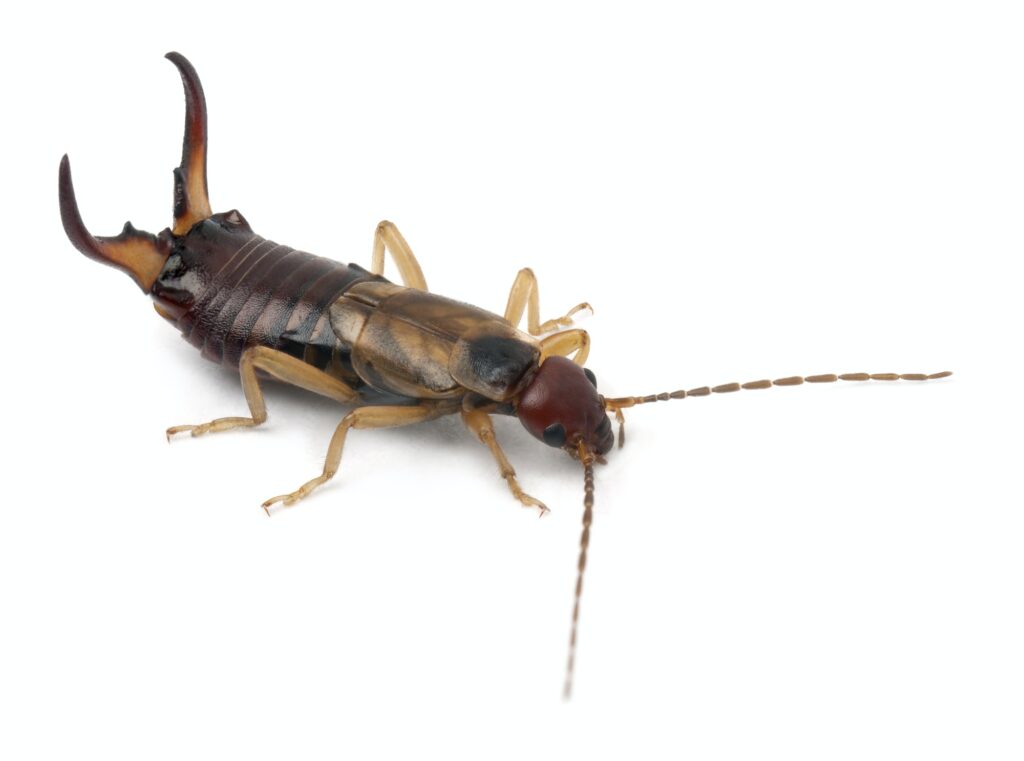 Earwig Control
