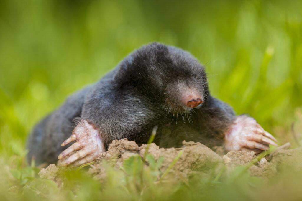 Mole Treatment