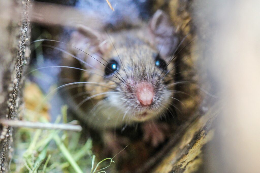 Mice Treatment