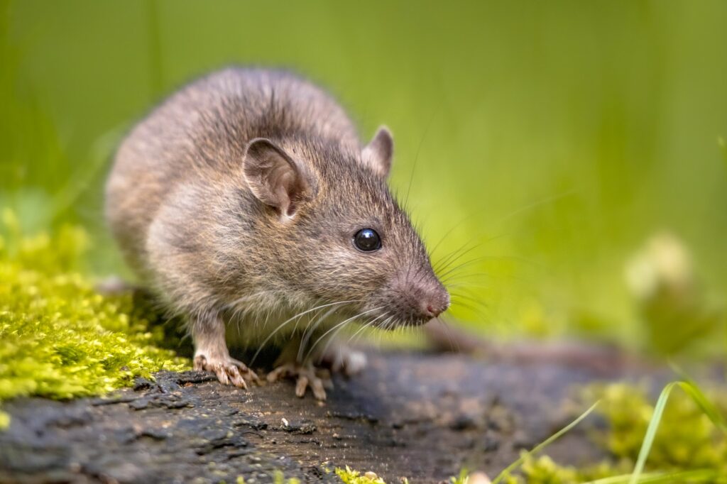 Rat Treatment