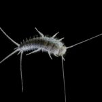 Silverfish Control