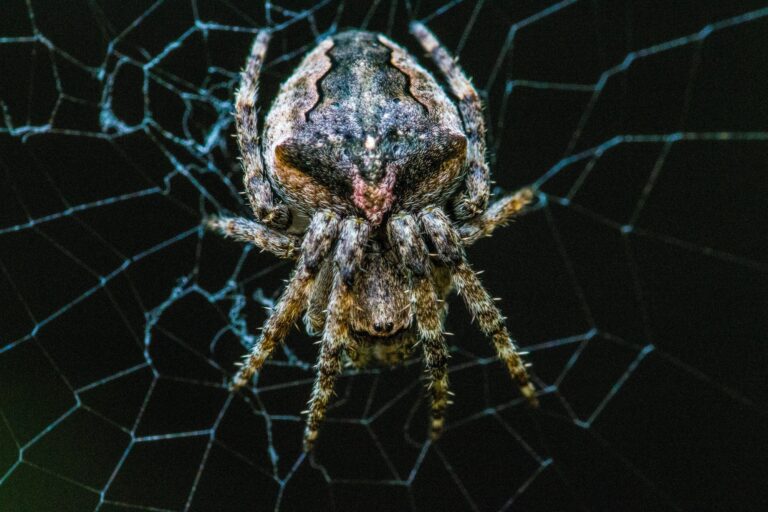 Spider Control