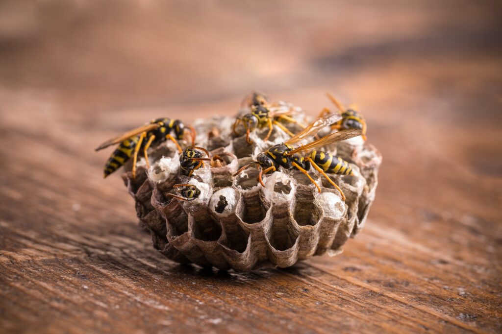 Nest Elimination