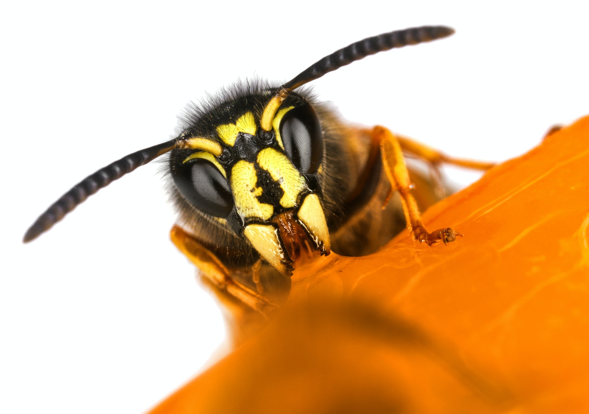 Yellow Jacket Treatment